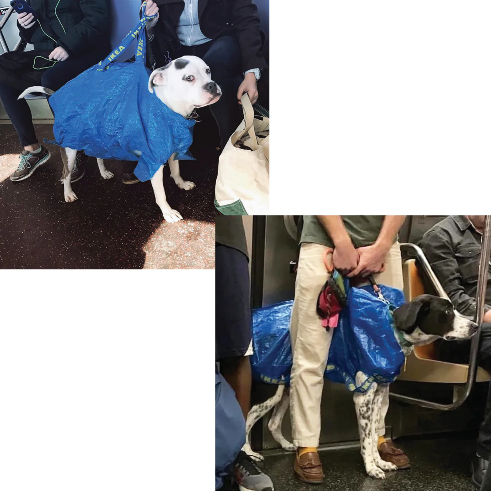 Before public transit dog carrier guideline placeholder