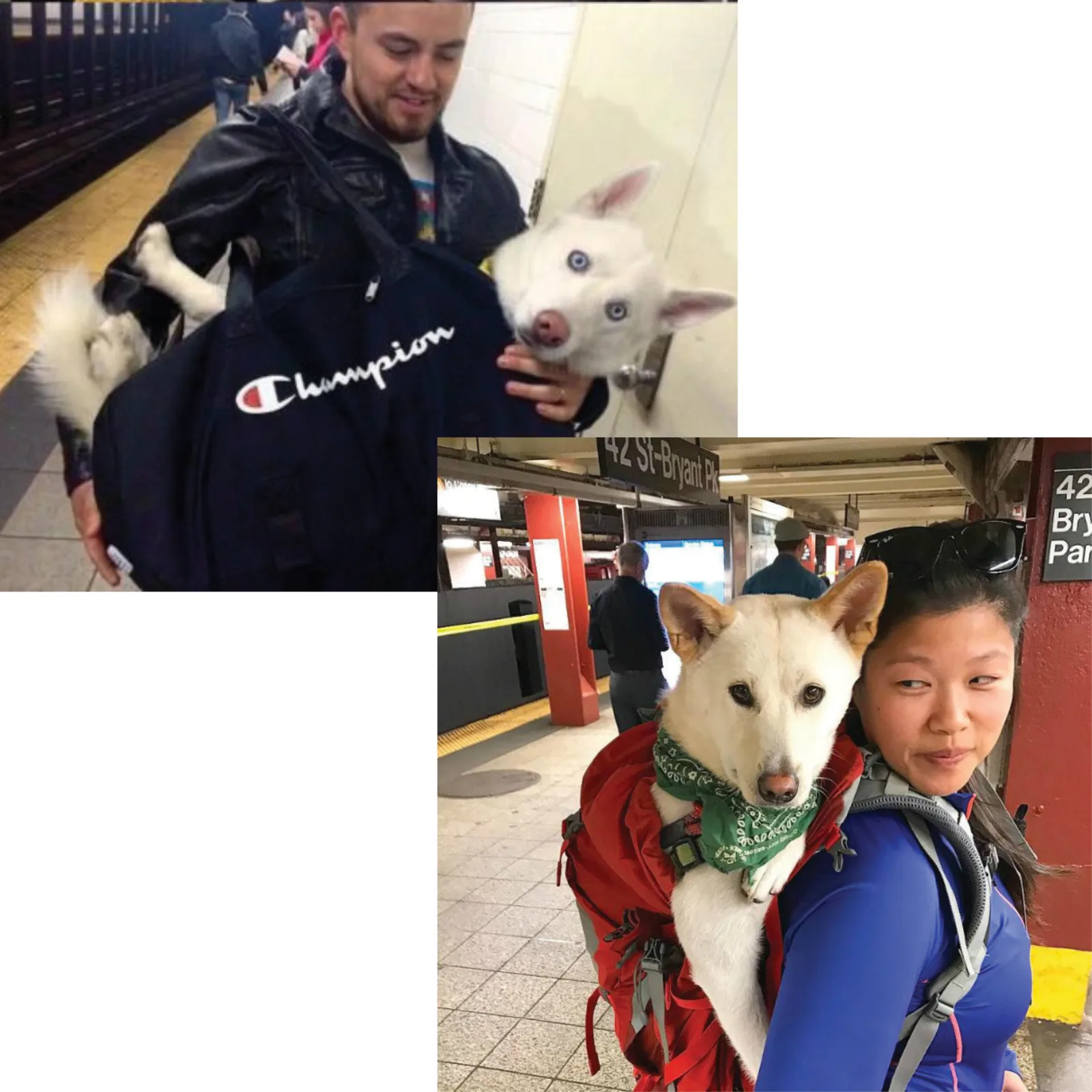 Current enclosed dog carrier guideline placeholder