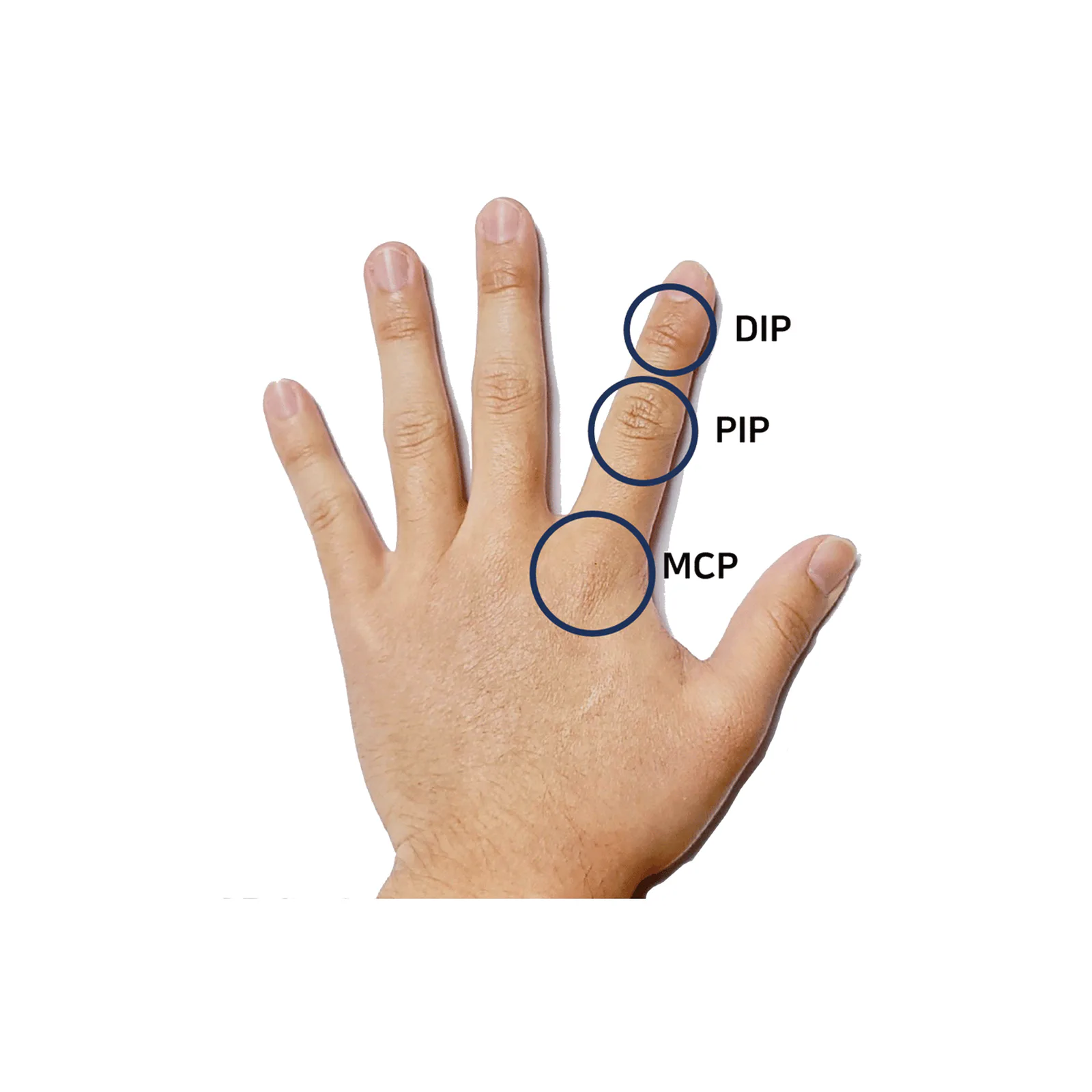 Diagram of the different joints in the finger